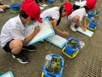 1年竹組_写真_永田葵_0603 あさがお観察_3